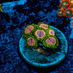 TC Zoanthus Purple Monster