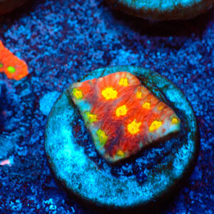 TC Favites Toro Bravo