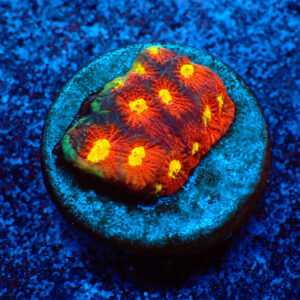 TC Favites Toro Bravo