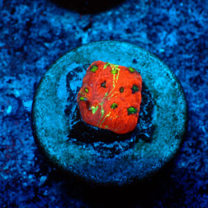 TC Favites Ultimate War Paint