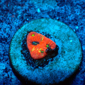 TC Favites Ultimate War Paint