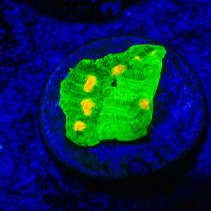 TC Chalice Fake Raja Rampaje