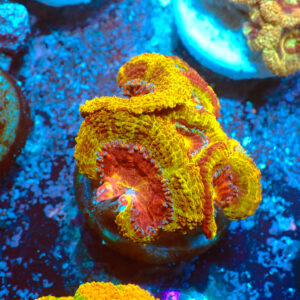 TC Micromussa lordhowensis Iron Man