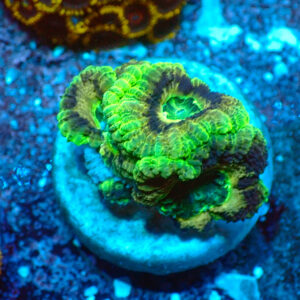 TC Micromussa lordhowensis "Asian Acan"