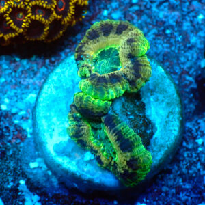 TC Micromussa lordhowensis "Asian Acan"