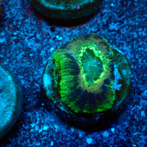 TC Micrmussa lordhowensis "Asian Acan"