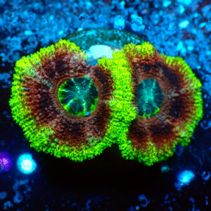 TC Micromussa lordhowensis Mardi Explosion