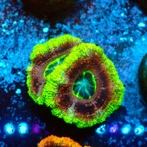 TC Micromussa lordhowensis Mardi Explosion