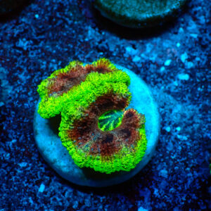 TC Micromussa lordhowensis Mardi Explosion