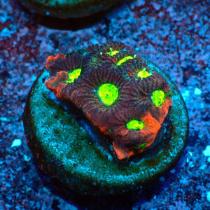 TC Favites Toxic Eyes