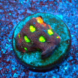 TC Favites Toxic Eyes