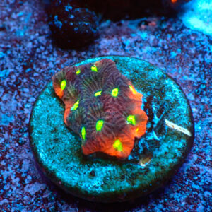 TC Favites Toxic Eyes