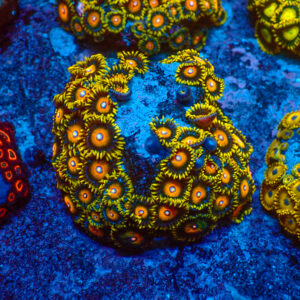 TC Zoanthus Super Saiyan colonia