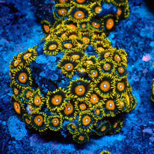 TC Zoanthus Super Saiyan colonia