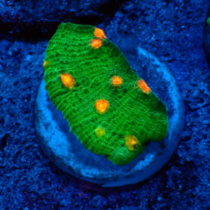 TC Chalice Emerald Mummy Eye