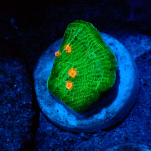 TC Chalice Emerald Mummy Eye