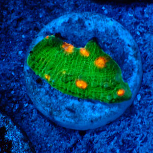 TC Chalice Emerald Mummy Eye