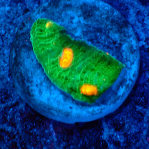 TC Chalice Emerald Mummy Eye