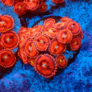 TC Zoanthus Pink Sakura mini colonia