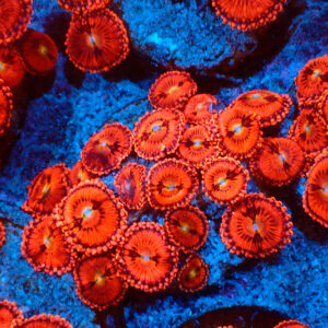 TC Zoanthus Pink Sakura mini colonia