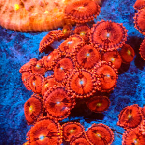 TC Zoanthus Pink Sakura mini colonia