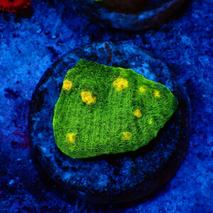 TC Chalice Space Invader