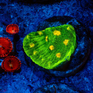 TC Chalice Space Invader