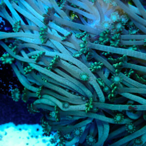 TC Alveopora Spaguetti frag XL