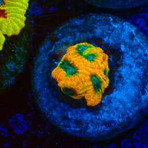 TC Favia of the Gods