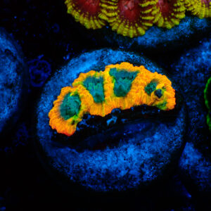 TC Favia of the Gods