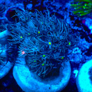 TC Goniopora Rainbow Dash