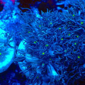 TC Goniopora Rainbow Dash