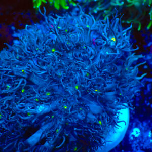 TC Goniopora Rainbow Dash frag XL