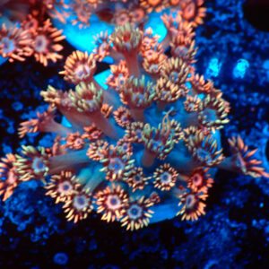 TC Goniopora Desert Rose