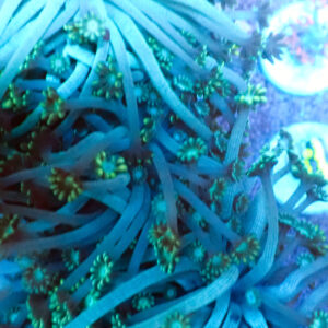 TC Alveopora Spaguetti frag XL