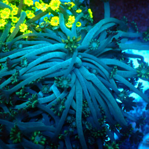 TC Alveopora Spaguetti frag XL