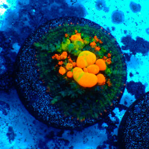 TC Rhodactis OG Bounce