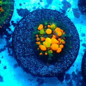 TC Rhodactis OG Bounce