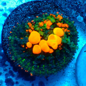 TC Rhodactis OG Bounce