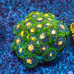 TC Zoanthus Stargazer colonia