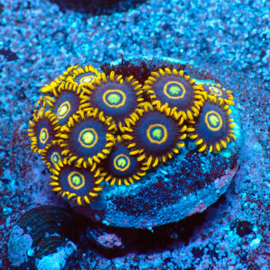 TC Zoanthus Blue Hornets