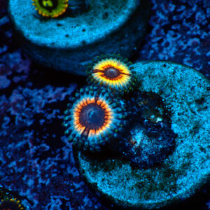 TC Zoanthus Vampire in Drag