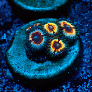 TC Zoanthus Vampire in Drag