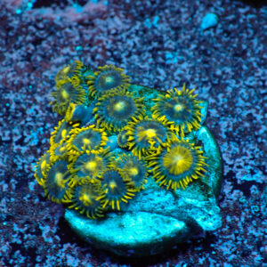 TC Zoanthus Blue Daisy