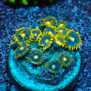 TC Zoanthus Blue Daisy