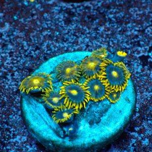 TC Zoanthus Blue Daisy