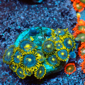 TC Zoanthus Blue Daisy