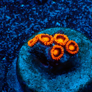 TC Zoanthus Orange Explosion