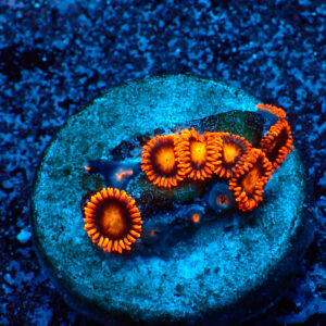 TC Zoanthus Orange Explosion