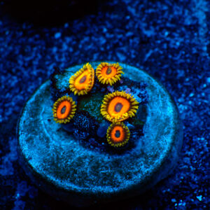 TC Zoanthus Eagle Eyes